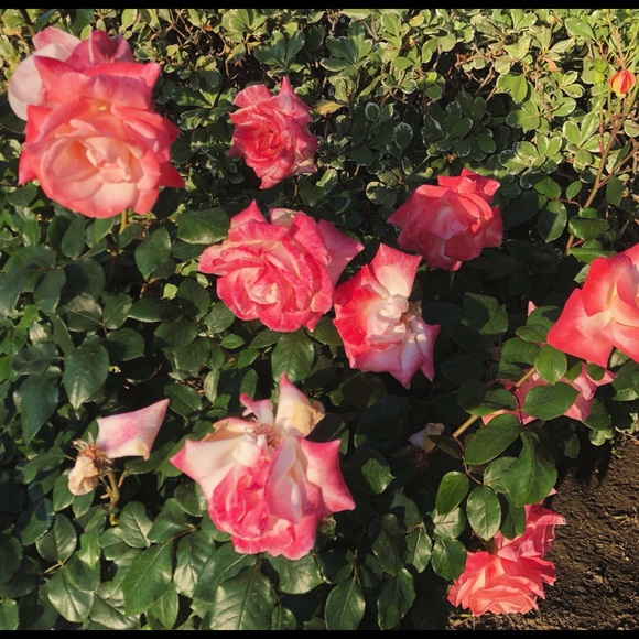 ABOUT ME - Picture 2 of 2